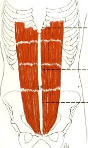 Indicate, using the letters provided, where each muscle group is on the diagram. You Must Be Crazy I Identify The Main Muscles Of The Body Using The Accompanying Diagram Indicate Using The Letters Provided Where Each Muscle Group Is On The Diagram Chronic Exposure