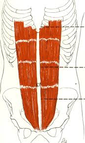 If you're only experiencing muscle spasms on the left side of your torso, there could be a number of issues to blame. Abdominal Training