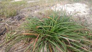 Image result for Trachyandra