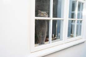 Introducing Your Cat To The Outside Battersea