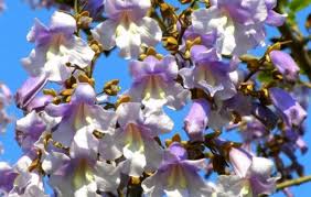 Содержание1 павловния (paulownia) — описание, выращивание, фото1.1 популярные сорта1.2. Vyrashivanie Pavlovnii Posadka I Uhod Za Adamovym Derevom