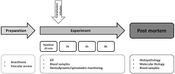 random allogeneic blood transfusion in pigs