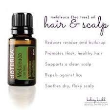 Over 50 Tea Tree Essential Oil Uses Aka Melaleuca Dōterra Melaleuca Essential Oil For Oily Ha Tea Tree Oil Benefits Tea Tree Oil For Acne Tea Tree Oil Face