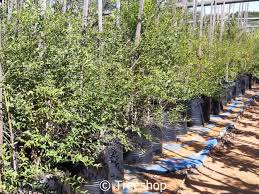 Image result for Halleria lucida