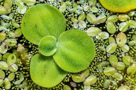 Image result for Wolffia