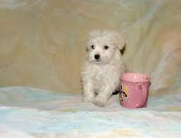 The puppies have had early neurological stimulation. Super Adorable Poodle Havanese Poovanese Mix Puppy For Sale In San Jose California Classified Americanlisted Com