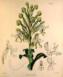 Image result for Bonatea steudneri