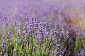 Zone 8 Lavender Plants Is Lavender Hardy To Zone 8 Lavender Plant Lavender Seeds Lavender Flowers