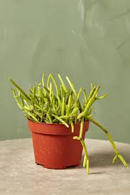 Image result for Rhipsalis