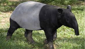 Top 10 Most Endangered Animals In India With Pictures Things In India