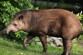 Weitere ideen zu tiere, tiere wild, exotische tiere. Sudamerikanischen Tapir Tapirus Terrestris Auch Bekannt Als Das Brasilianische Tapir Bekannt Tierwelt Tier Lizenzfreie Fotos Bilder Und Stock Fotografie Image 42254045