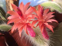 It is commonly known as the monkey tail cactus. Monkey S Tail Cactus 10 Seeds Rareplant