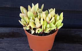 Image result for Kalanchoe laciniata