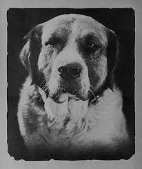 The Call Of The Wild 1923 Film Buck Call Of The Wild Buck Call Dogs