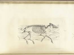 Check spelling or type a new query. Historical Anatomies On The Web William Cheselden Home