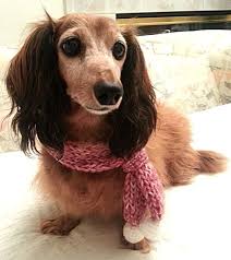 Sur Mesure Fait Main Au Crochet Echarpe Col Bandana Col Tour De Cou Cache Accessoires Pour Chiens Et Chats Ces Ec Dog Scarfs Crochet Dog Dog Bandana