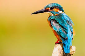 Pin Di Beautiful Birds And Feathery Wings