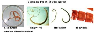 Different Types Of Worms In Dogs Goldenacresdogs Com