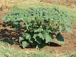 Image result for Datura ferox