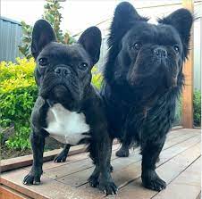Advice from breed experts to make a safe choice. What Is A Long Haired French Bulldog Revealed French Bulldog Breed
