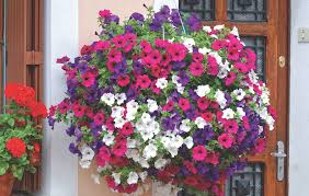 Petunias are tender perennials grown across much of the united states as summer annuals. How To Get The Most From Your Petunias Blog At Thompson Morgan