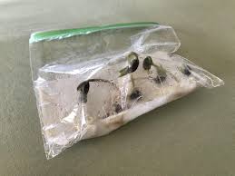 Slip the paper towel into the baggie. Seed Germination Audubon Vermont