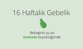 adim adim gebelik hamilelikte 16 hafta bahceci tup bebek