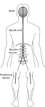 The cns is the main control center of the body—it takes in sensory information, organizes and synthesizes this input, then provides instructions for motor output. The Nervous System Of The Body The Central Nervous System Consists Of Download Scientific Diagram