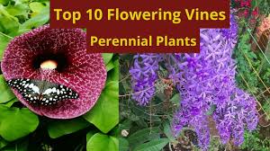 Look for ever blooming varieties for the longest show, as they will literally bloom all season long for you. 10 Best Permanent Flowering Vines Top 10 Vine Flower Plants Youtube