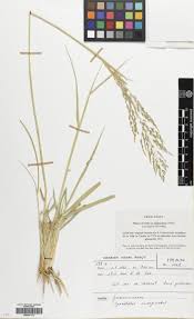 Image result for Sporobolus ioclados