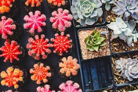 Those colorful scions generally don't have enough chlorophyll to survive on their. Why Is Your Moon Cactus Dying And Can It Be Saved A Natural Curiosity