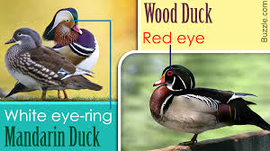 Duck Identification Guide All The Types Of Ducks With Pictures