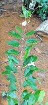 Image result for Croton dichogamus