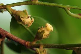 Image result for Diospyros mespiliformis