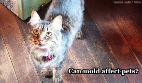 Most dogs with this kind of mold toxicity likely will be kept in the hospital on iv fluids and given muscle relaxants to address any tremors, until the tremors cease. Can Mold Affect My Pets Mold Remediation Mold Removal Remediation