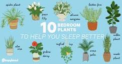 Perfect Plants For Your Bedroom - Bedroom Plants | Sleepyhead