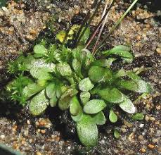 Image result for Genlisea hispidula