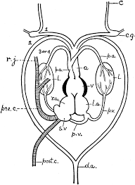Frog Heart Clipart Etc Frog Heart Heart Diagram Frog