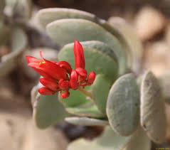 Image result for Kalanchoe latisepala