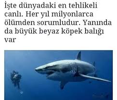 Seda Adli Kullanicinin Hayvanlar Panosundaki Pin Hayvanlar Instagram