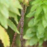 Image result for Pycnostachys reticulata