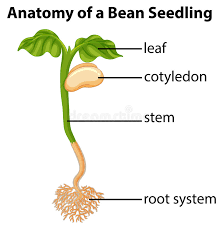 Anatomy Of A Bean Seed Stock Vector Illustration Of Hilum