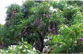 The best time to fertilize fruit trees is in the late winter or early spring. Fruit Tree Fertilizer Boosters Biowash Fertilizer Boosters