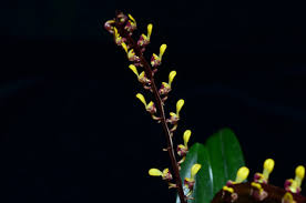 Image result for Bulbophyllum falcatum