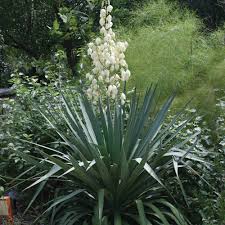 Image result for Yucca