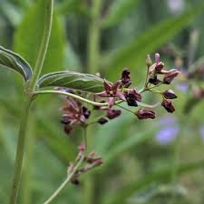 Image result for Vincetoxicum afrum