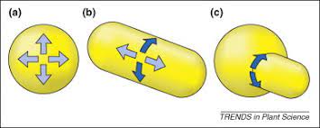 Maybe you would like to learn more about one of these? Mechanics And Modeling Of Plant Cell Growth Sciencedirect