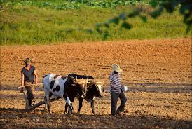 Viñales valley tourism is also an important part of the province's economy. Vinales Valley World Heritage Site Cuba Lac Geo