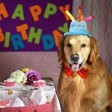 Easyinsmile Cute Adorable Dog Cat Birthday Cake Hat Pet Cap Pet Hat With 5 Color Candles Design Par Dog Birthday Party Cat Birthday Dog Birthday