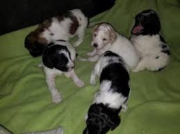 Visit our site stud services available dm utahgoldendoodles.co. Mini Goldendoodle F1b Parti Puppies For Sale In Grand Rapids Michigan Classified Americanlisted Com